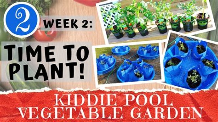 Can you grow tomatoes in a kiddie pool