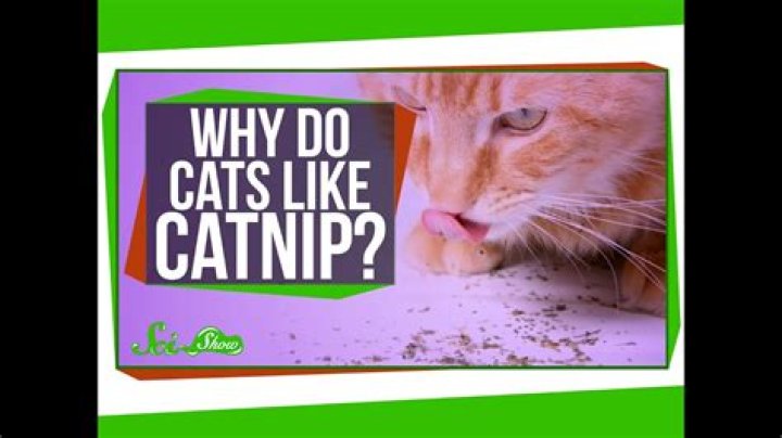 Do cats really like catnip
