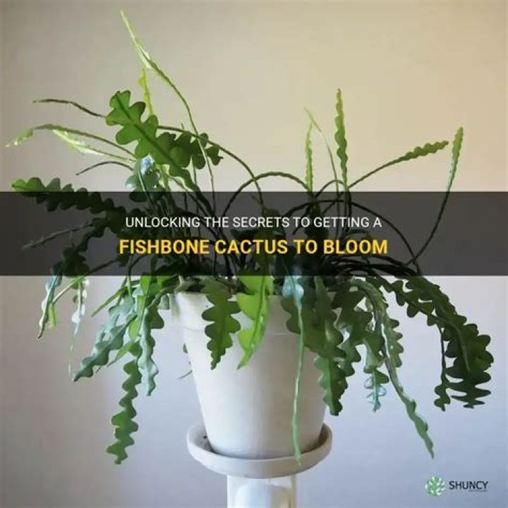 How do you get a fishbone cactus to bloom