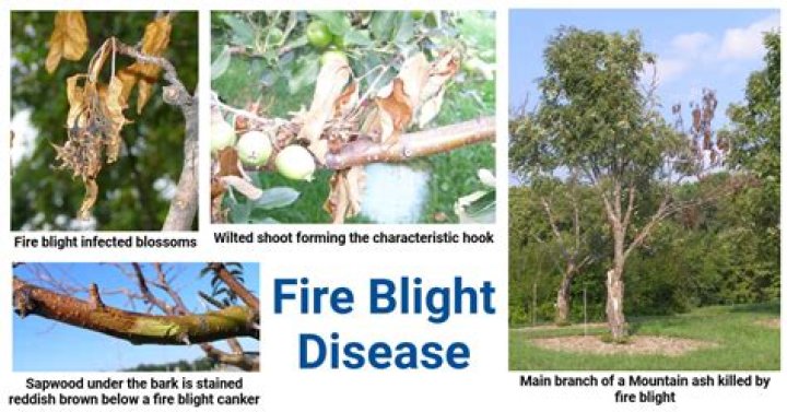 What causes fire blight in fruit trees