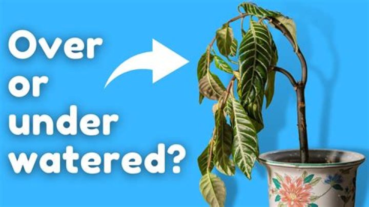 What happens if you over water sod