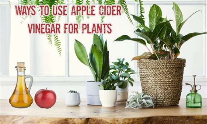 What happens if you put vinegar on plants