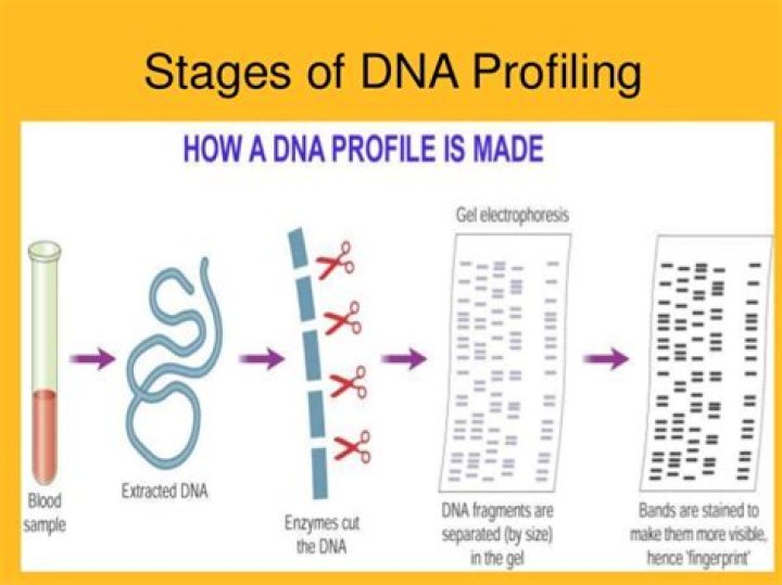 What is DNA profiling biology