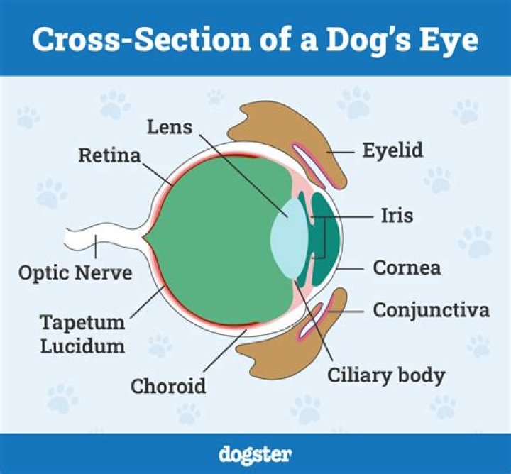 What would cause a dogs eye to bleed