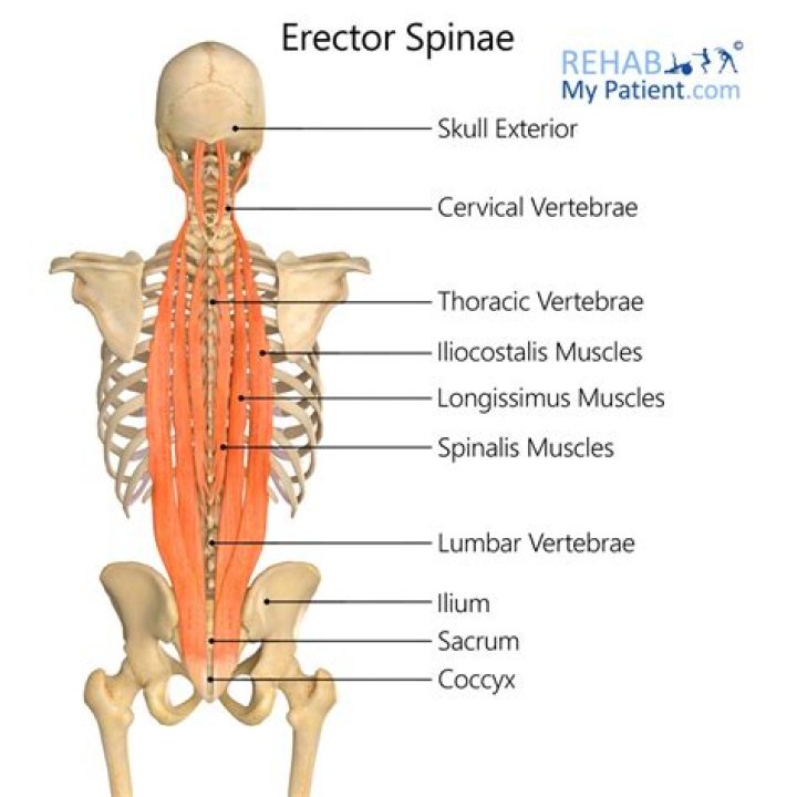 Where does the erector spinae attach