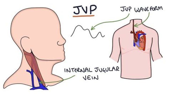 Why JVP is measured in internal jugular vein